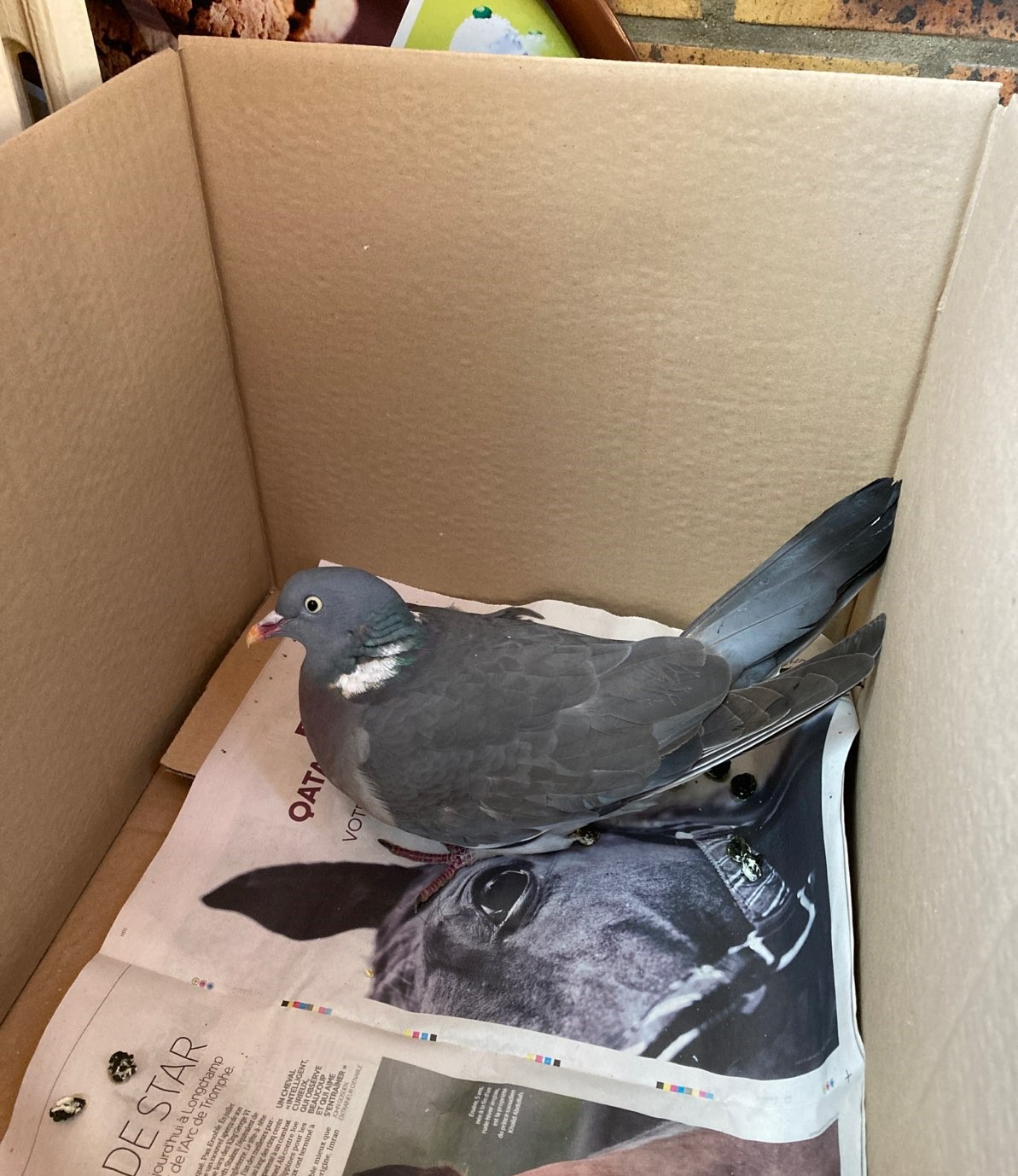 Pigeon ramier transporté en centre de soins